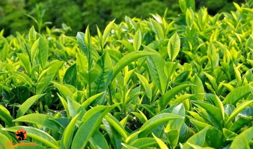 Top 5 Thực Phẩm Tốt Cho Làn Da Nam Giới: Chế Độ Ăn Uống Đẹp Da Cho Phái Mạnh